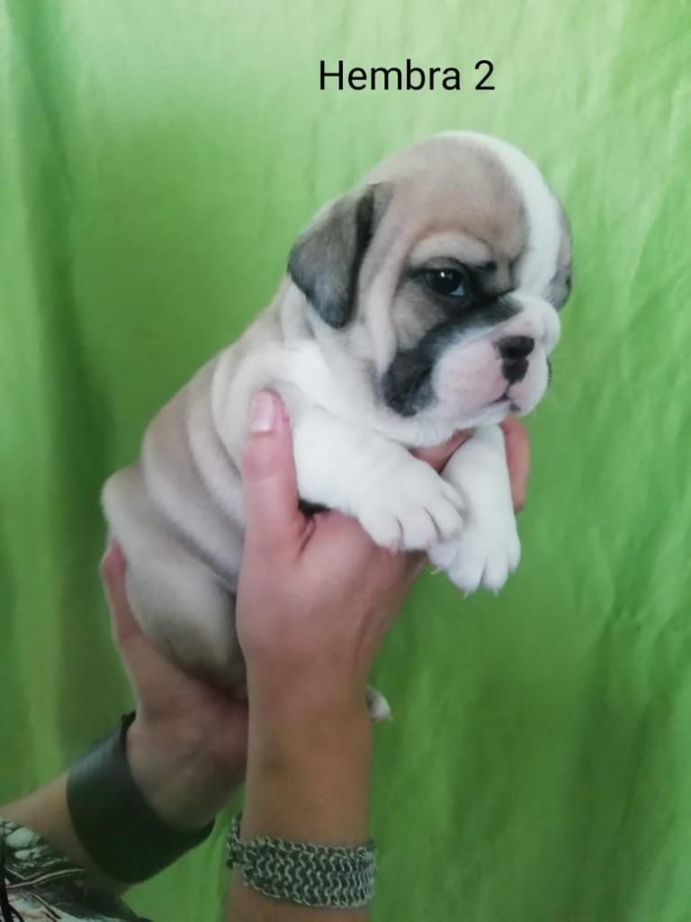 Bulldog Inglés Cachorros