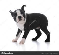 CACHORROS BOSTON TERRIER EN VENTA REF.85