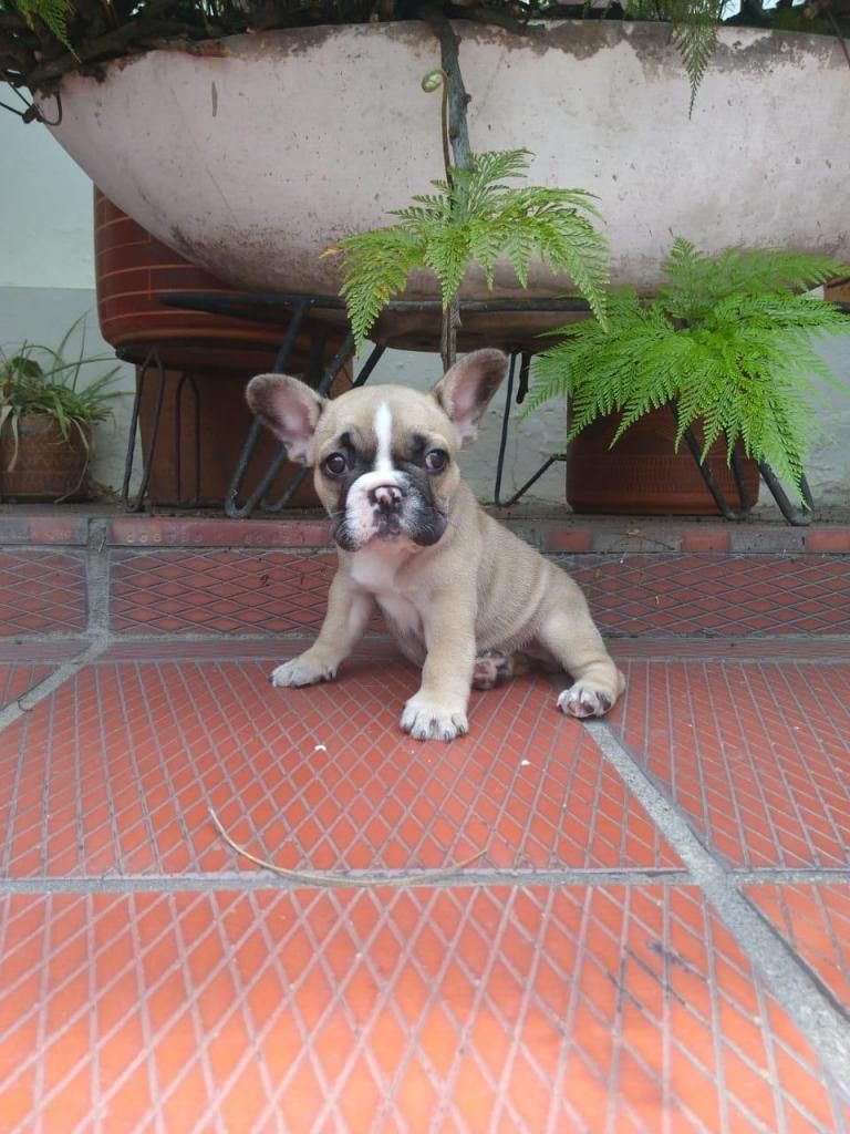 CACHORROS BULLDOG FRANCES EN VENTA REF 018