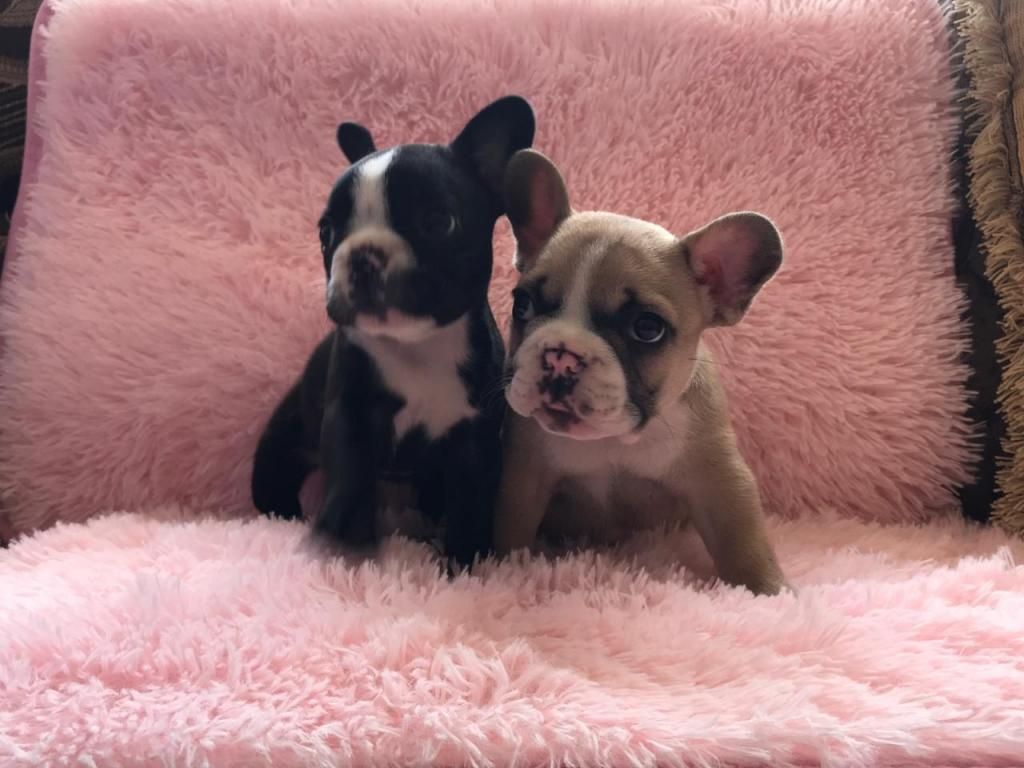 CACHORROS BULLDOG FRANCES EN VENTA REF 019