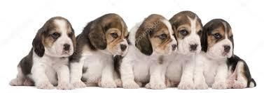 CACHORROS DE RAZA BEAGLE EN VENTA REF 005