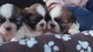 CACHORROS SHIHTZU PARA LA VENTA