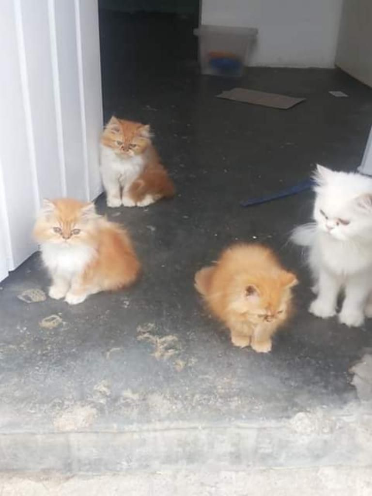 Cachorritos Gatitos Persa Exóticos