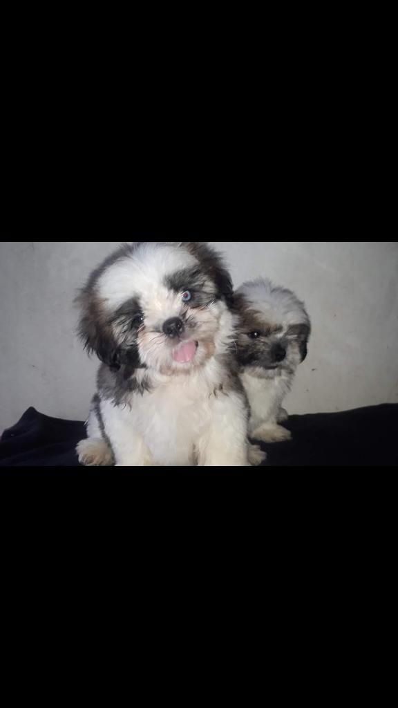 Criadero de Cachorros Shih Tzu en Venta