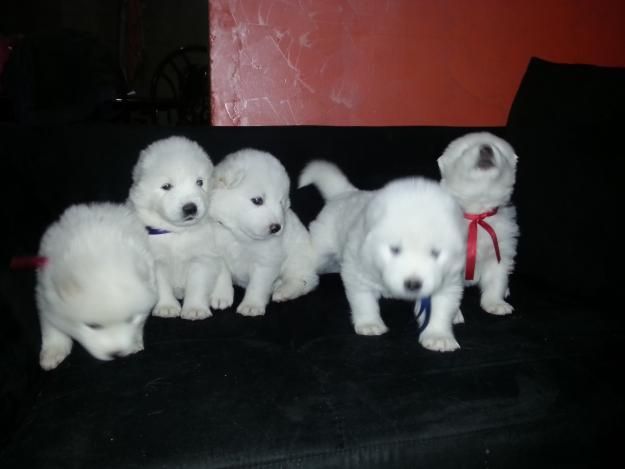 ELEGANTES CACHORROS SAMOYEDO