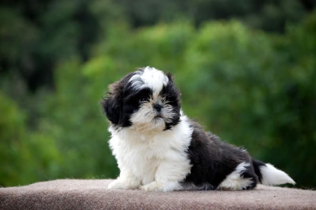 Espectaculares Cachorros de Shitzu