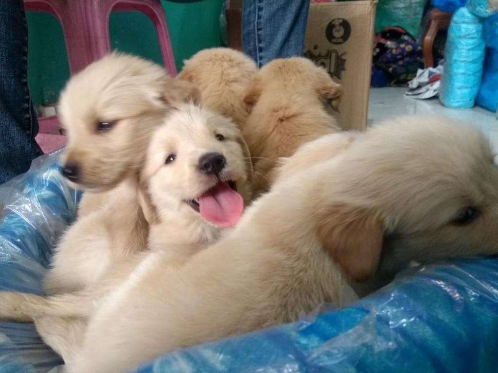 Golden Retriever