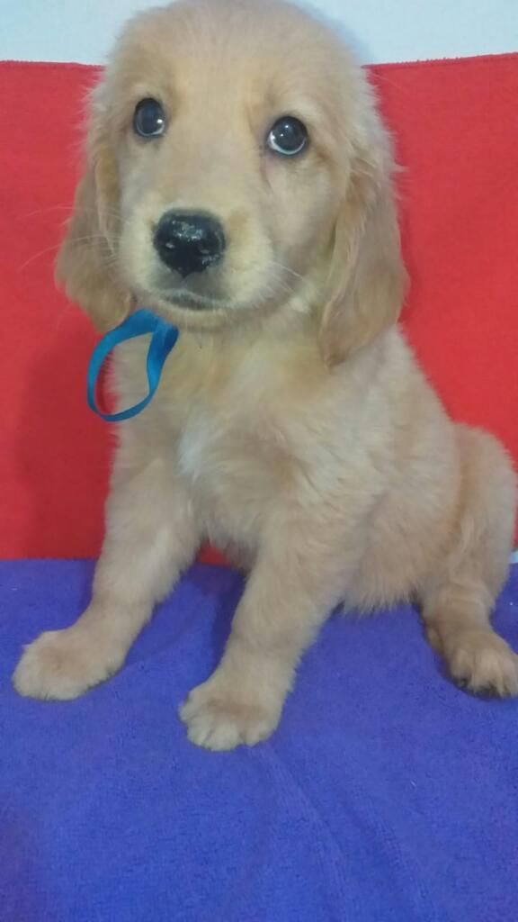 Golden Retriever Calidad Exije