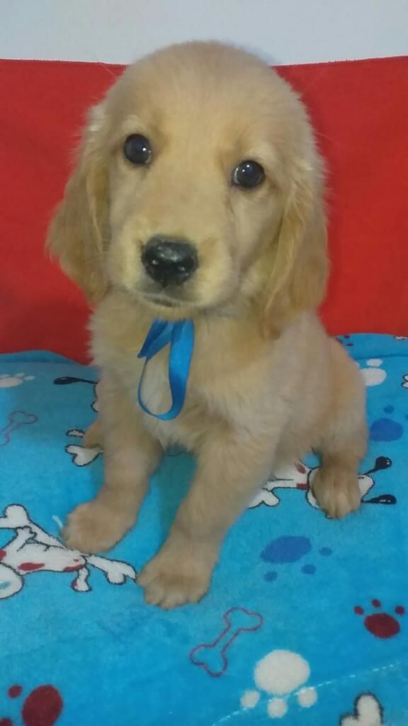 Golden Retriever Expo