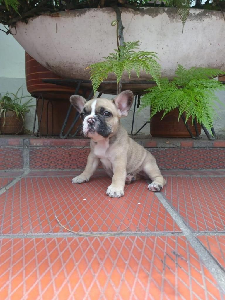 HERMOSOS CACHORROS BULLDOG FRANCES REF 011