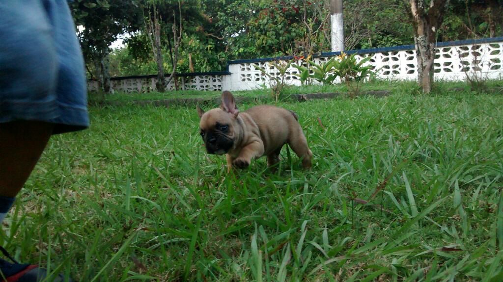 Hermoso Bulldog Frances