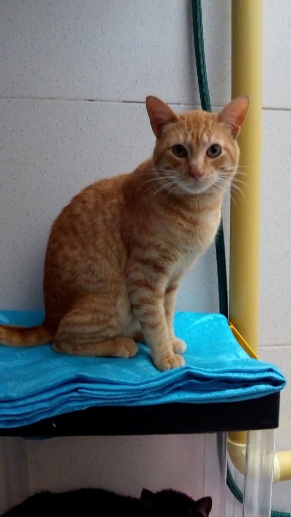 Hermoso Gato en Adopcion