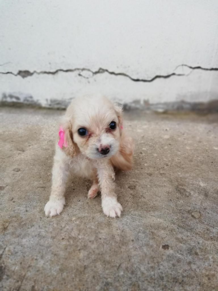 Hermosos cocker