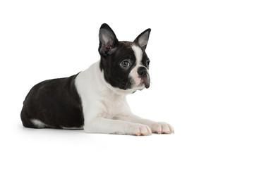 LINDOS BOSTON TERRIER EN VENTA REF..9