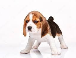 LINDOS CACHORROS BEAGLE EN VENTA REF.22