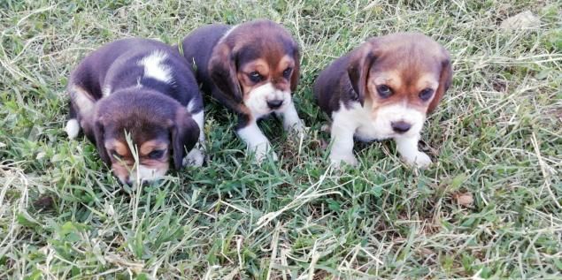Lindos Beagles hembritas y machitos vacunados y