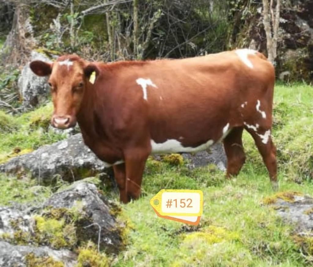 Novillas Holstein Rojas tipo Leche
