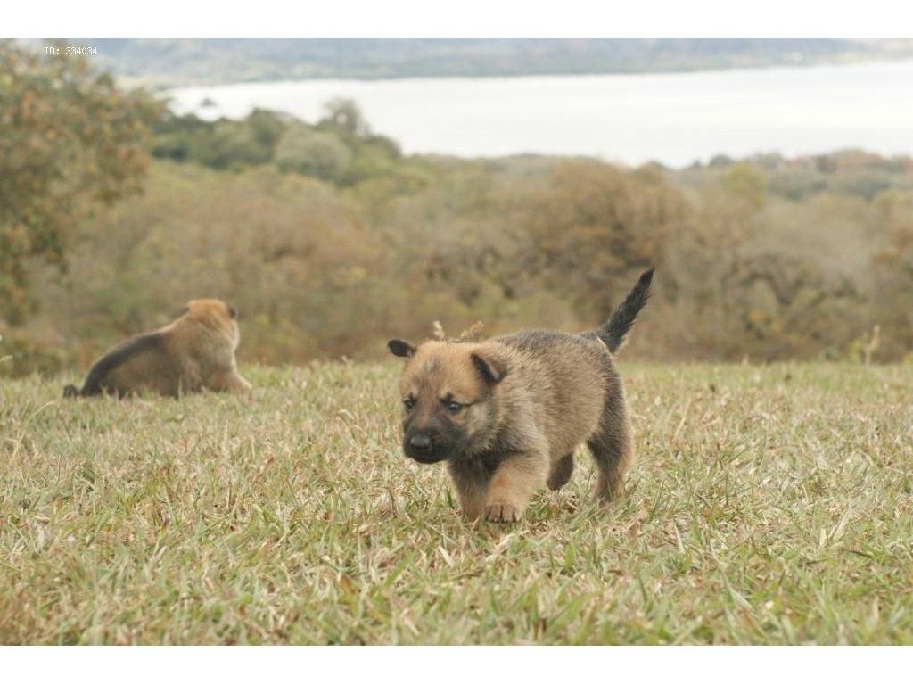 PASTOR BELGA MALINOIS PARA LA VENTA DISPONIBLES MACHOS Y