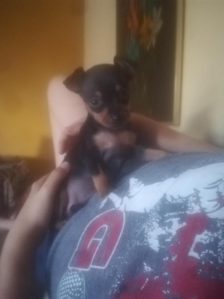 Pinscher pequeo