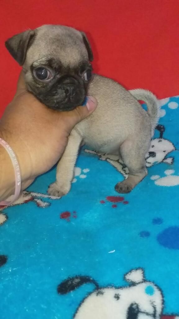 Pug Cachorros Calidad Exije