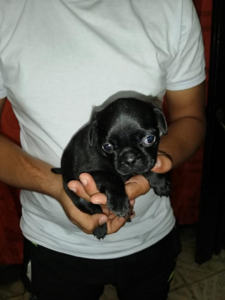 Pug Negros