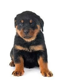 ROTTWEILLER EN VENTA REF.72