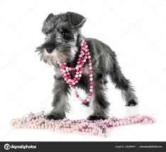 SCHNAUZER EN VENTA MACHOS Y HEMBRAS REF.76