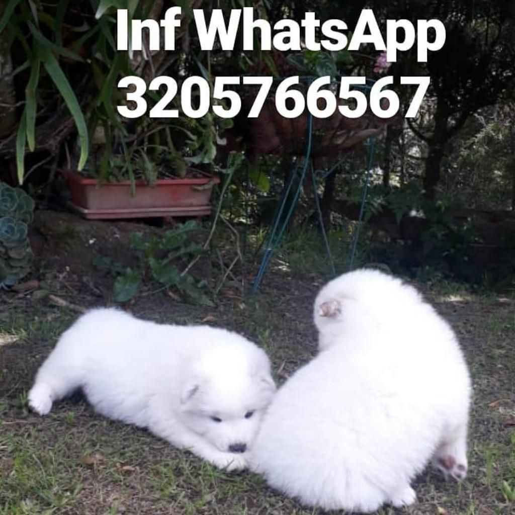 Samoyedos Antioquia