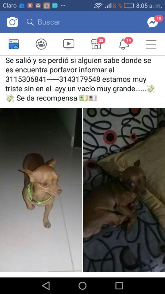 Se Estrabio Este Perrito