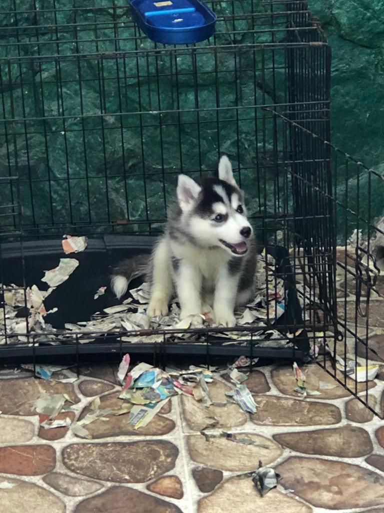 Se Vende Loba Siberiana