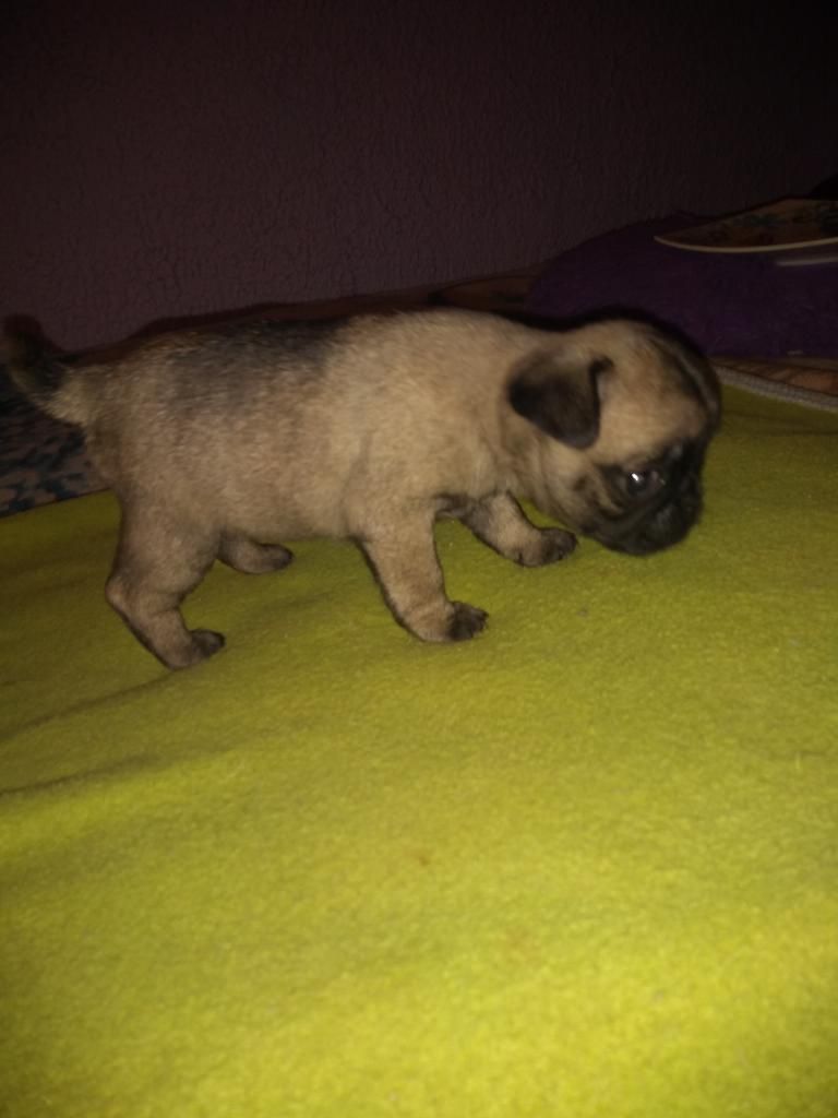 Se Venden Pug