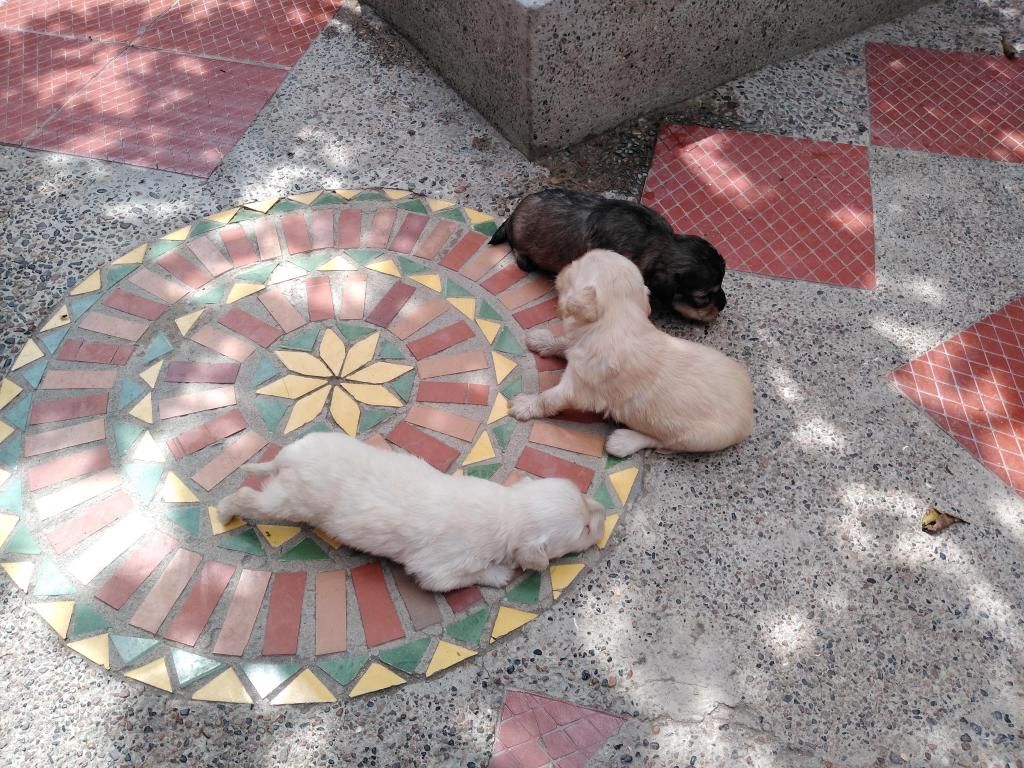 Se venden perritos French Poodle 2 hembras 1 macho - 