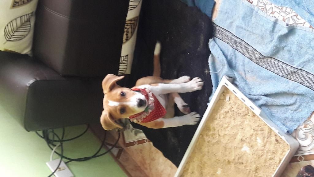 Vendo Hermoso Perrito Jugueton