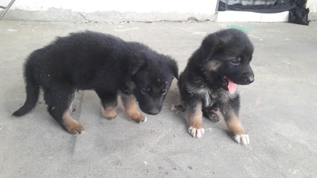 Venta Cachorros Pastor Aleman