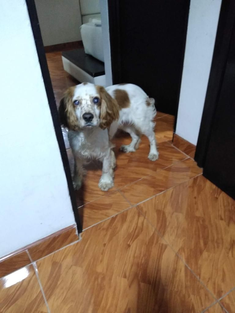 doy cocker spaniel de 6 meses en adopcion