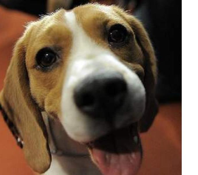 ADIESTRAMIENTO CANINO Y GUARDERÍA ROMERO SANCHEZ