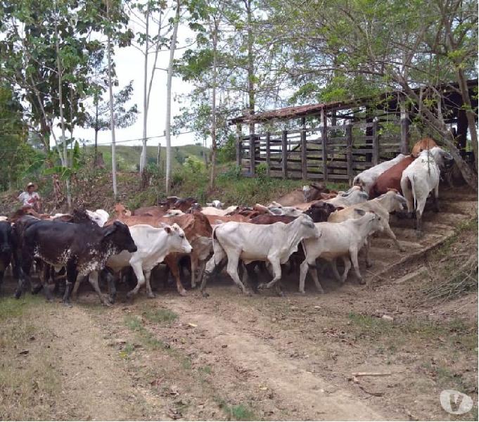 Finca Ganadera De 276 Hectáreas Sobre la Ruta del Sol