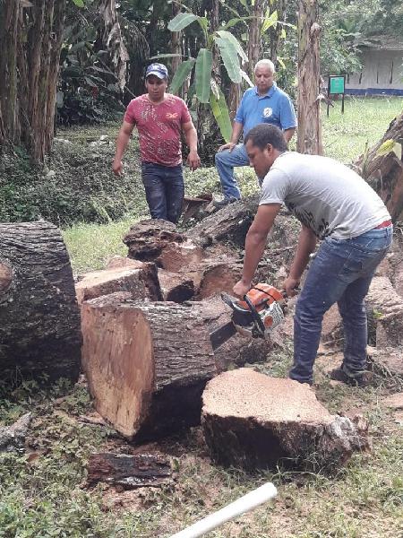 Poda Y Tala de Árboles