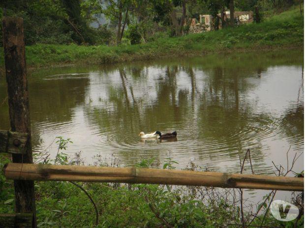 SE VENDE LINDA FINCA AGROGANADERA DE 73 FANEGADAS EN LA MESA