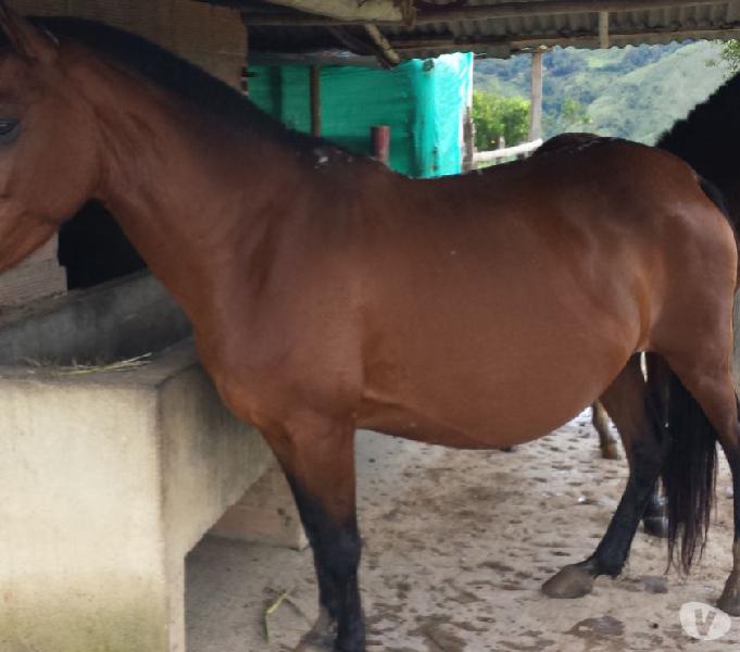 Vendo finca ganadera de 28,5 hts en San Roque Antioquia