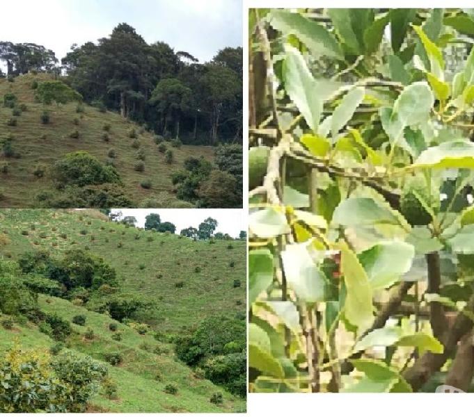 Venta finca con aguacate Hass en Quindio!