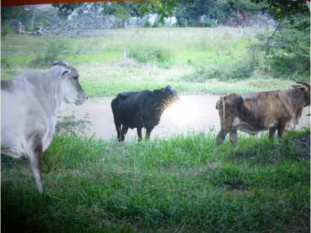 vendo finca en San Rafael a 5 minutos del pueblo