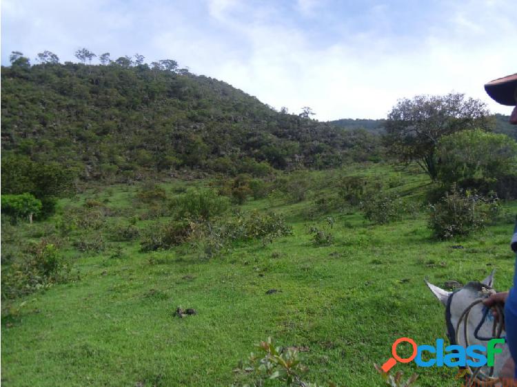 Agricultural project for sale abejorral