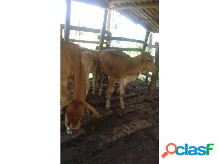 FINCA SAN RAFAEL 60 HECTÁREAS 480 MILLONES