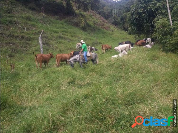 FINCA en VENTA en San Pedro Valle del Cauca