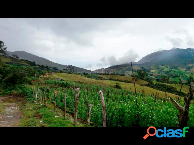 LOTE APTO PARA AGUACATE HASS EN SONSÓN