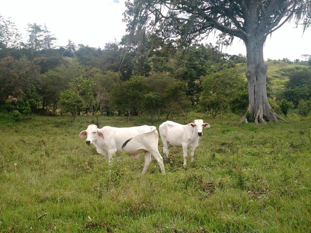 Vendo Finca Valle De Tenza - Sutatenza Boyacá