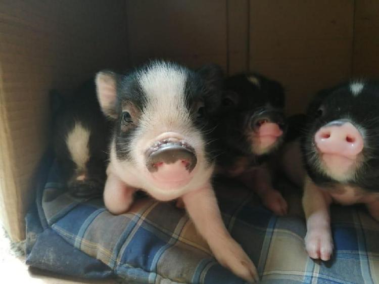 A la venta hermosos mini pigs