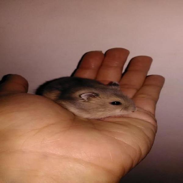 Se vende hermoso hamster ruso gris