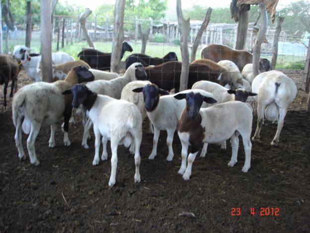 Se venden ovejos para finca
